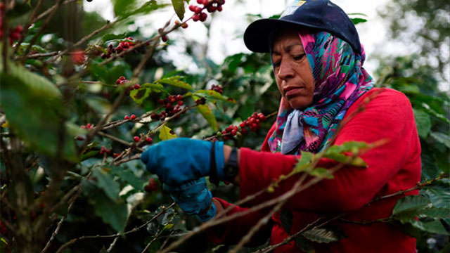 trabajadora recoge café en una plantación en Colombia