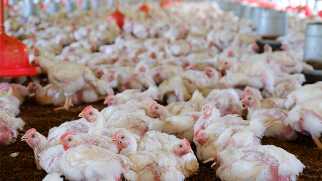 Pollos y Avicultura