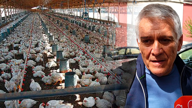 Vendedores Precios Pollo